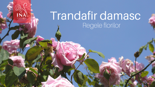 Motivul pentru care îți dorești acest AUR lichid în produsele tale de îngrijire a părului si a tenului - Regele Florilor, din partea InaEssentials