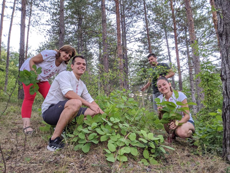 Apa de scumpie sălbatică: soluția naturală pentru sângerarea gingiilor, carii dentare, afte și respirație urât mirositoare.